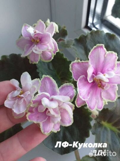 Сортовые фиалки