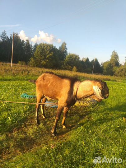 Козел нубийский