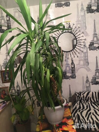 Пальма юкка