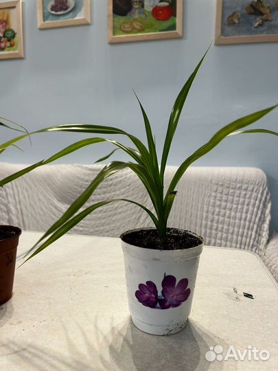 Панданус, ананас комнатеый