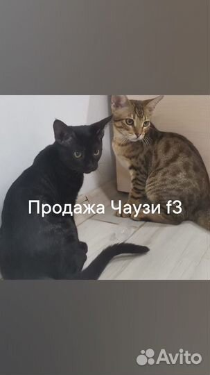 Чаузи ф3