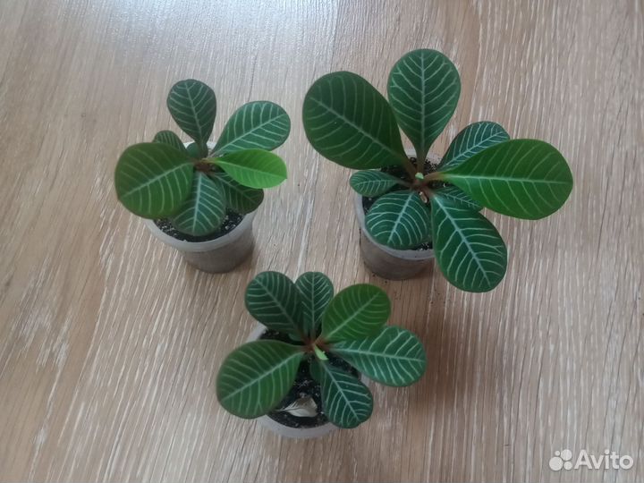 Молочай беложильчатый