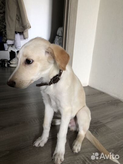 Лабрадор ретривер