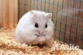 Джунгарский хомяк девочка