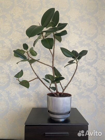 Фикус 85 см