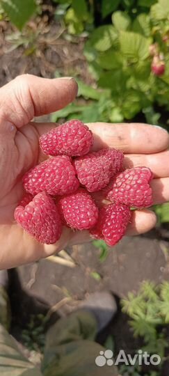 Саженцы ремонтантной малины Пингвин, Нижегородец