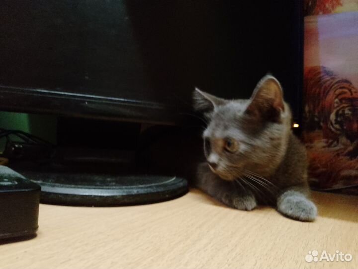 Котёнок от тайской кошки родилась 17.05.23 в 01:30