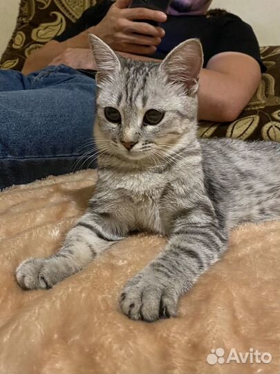 Котенок