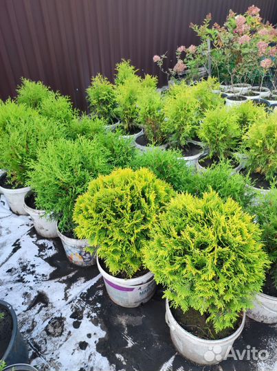 Хвойные растения