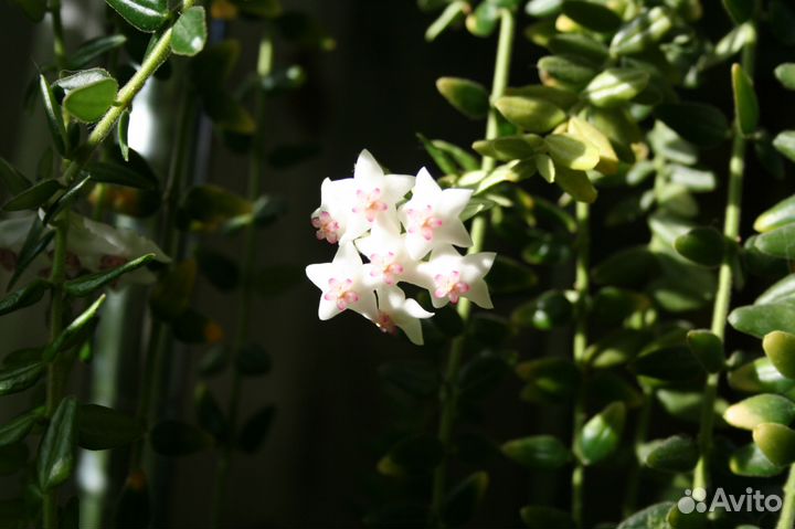 Черенки Хойя Weebella и Хойя Кагаенсис