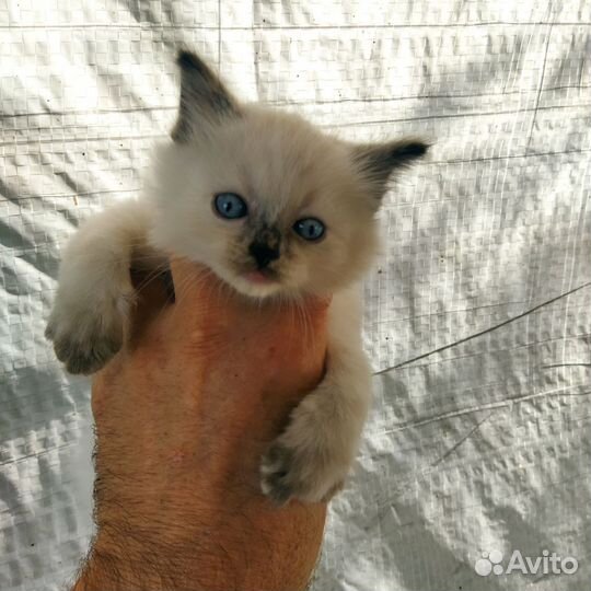 Миленькие кошечки
