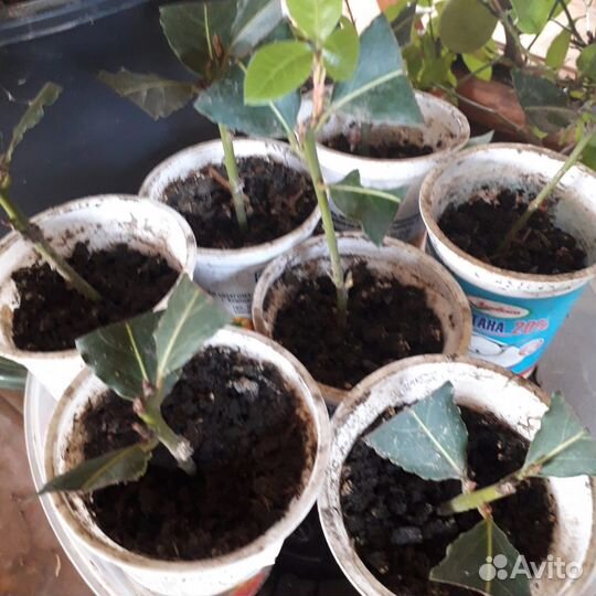 Лавровое дерево