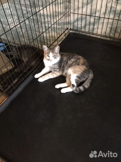 Кошка в дар