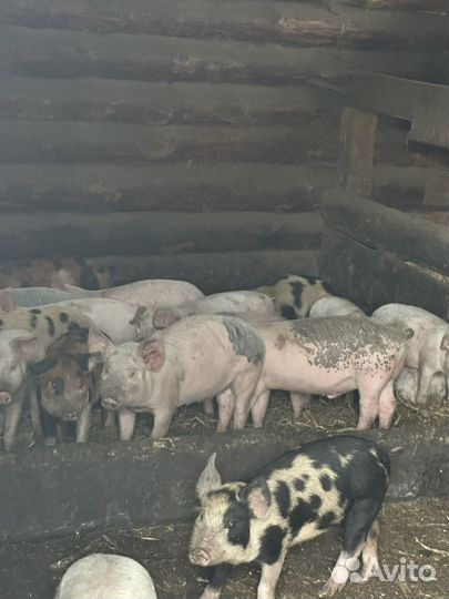 Крупная белая +дюрок