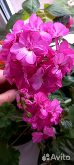 Пеларгония герань