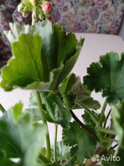 Пеларгония герань тюльпановидная