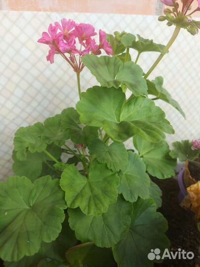 Герань Пеларгония Pac Spanish wine rose