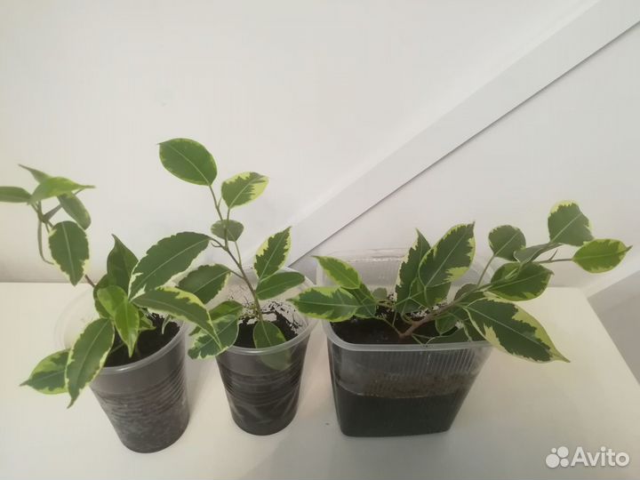 Фикус Бенджамина Даниэль, Кинки