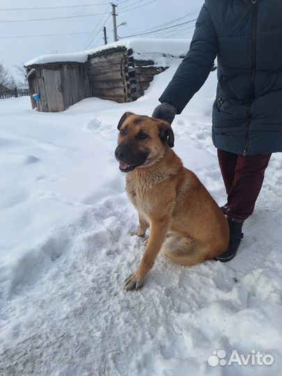 Собака в добрые руки отдам бесплатно