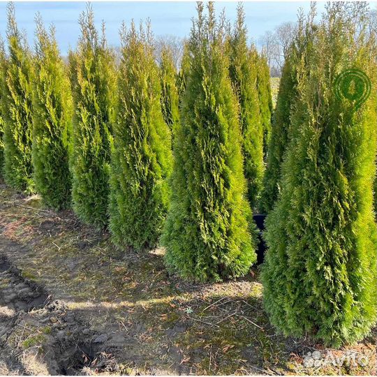 Туя брабант с бесплатной доставкой