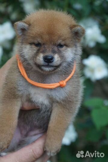 Сиба ину чудесные малышки