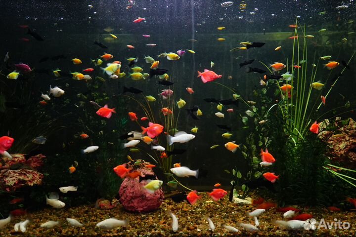 Питомник аквариумных рыб