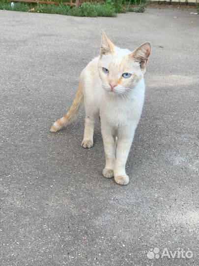 Красивая кошечка Агата