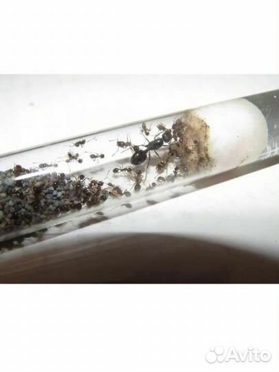 Муравьи Messor Structor (степные жнецы)