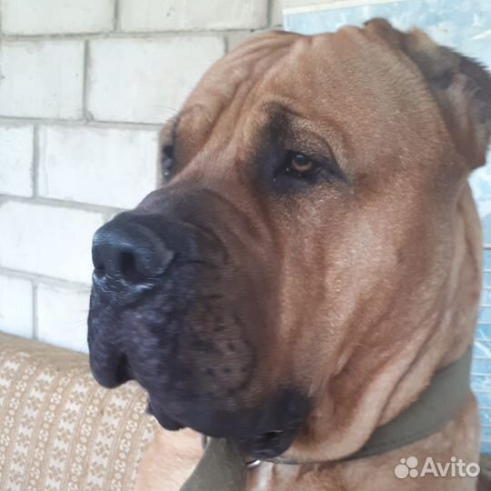 Канарский дог Вязка