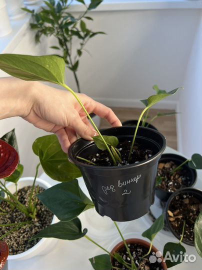 Антуриум Ред виннер, Ред чемпион