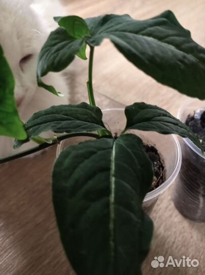 Комнатные растения, сингониум, каллизия