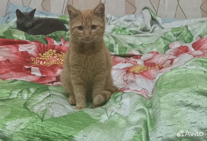 Котик