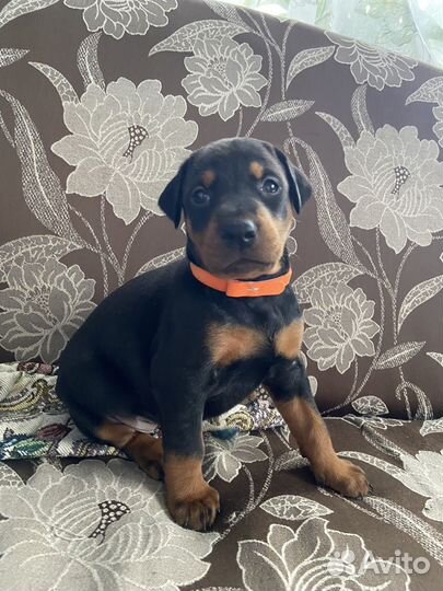 Щенки добермана