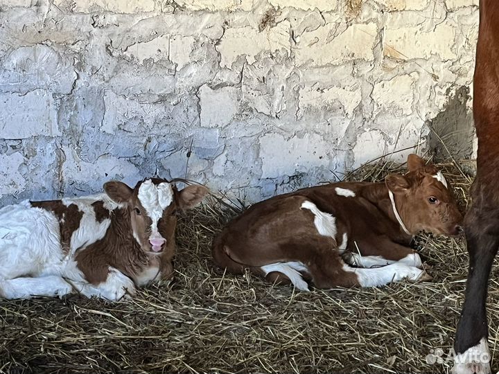 Бычки породистые 7-10 дней