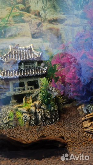 Аквариумные рыбки попугай панда(сапфировый)