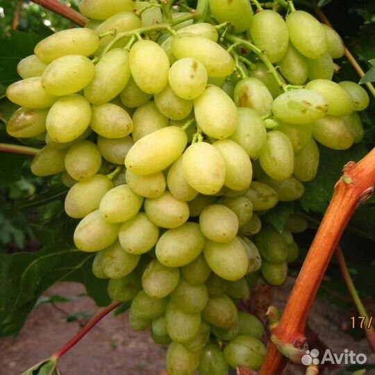 Саженцы Винограда Столетие