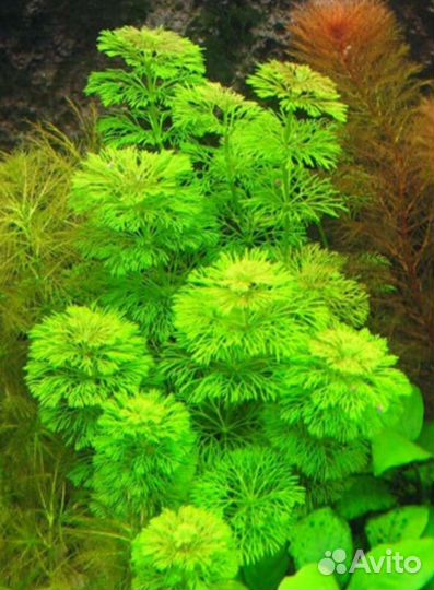 Аквариумное растение лимнофила