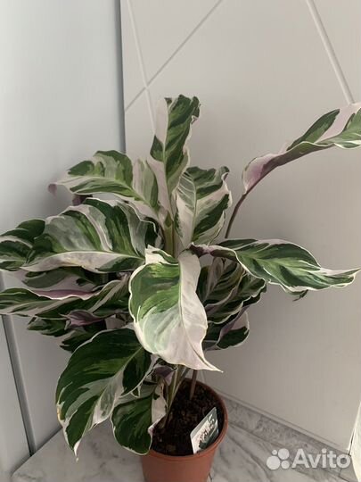 Калатея Фьжн Вайт