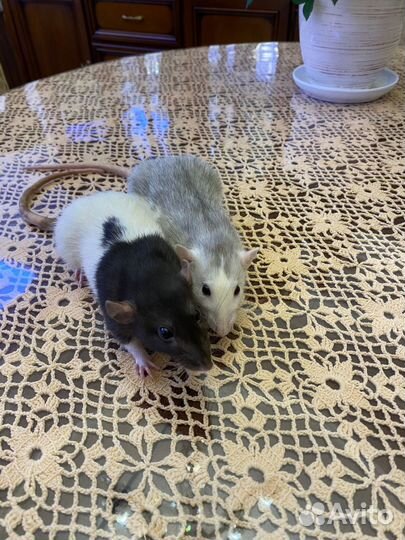 Декоративная крыса с клеткой