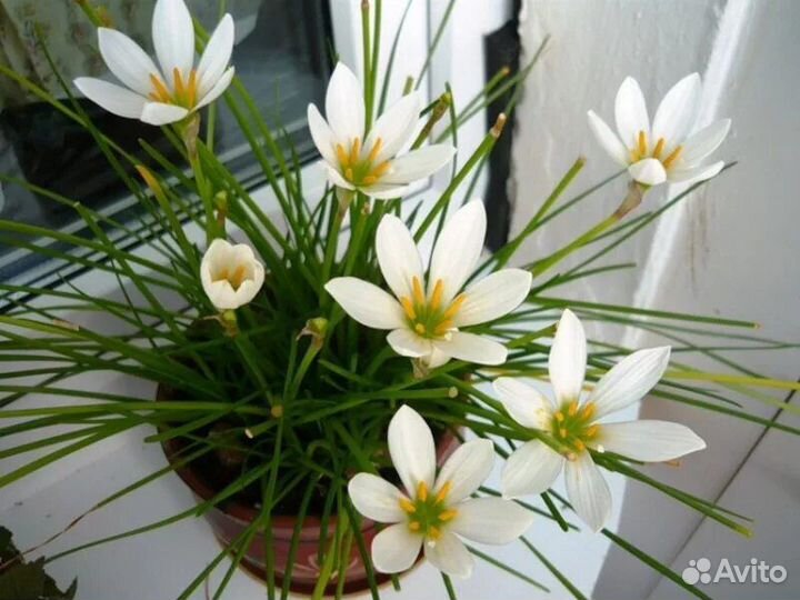 Зефирантесы белый и розовый