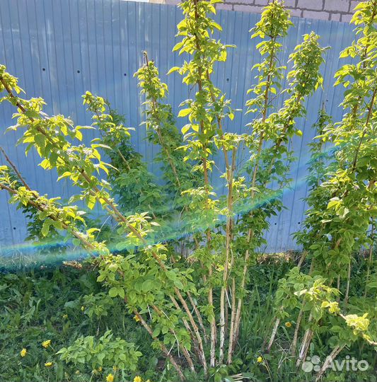 Саженцы желтой ремонтантной малины