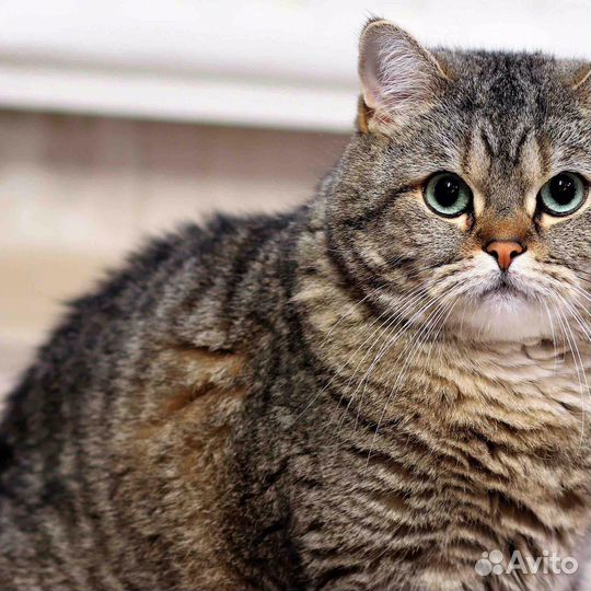 Кошки в добрые руки