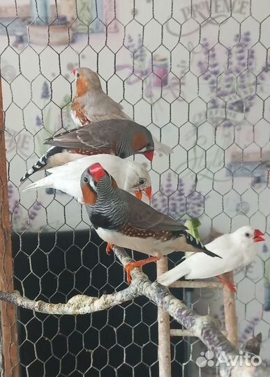 Зебровые амадины