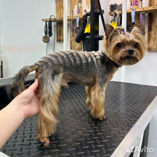 Груминг животных