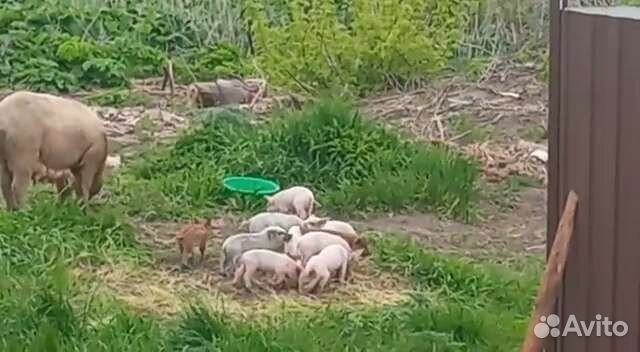 Поросятам молочные