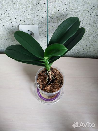 Орхидея фаленопсис зорро