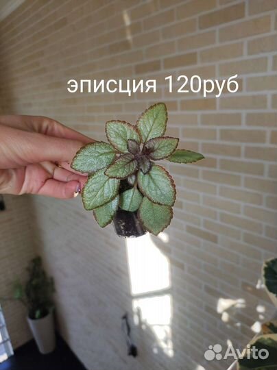 Ктенанта амагрис, монстера, сингониум и мн.др