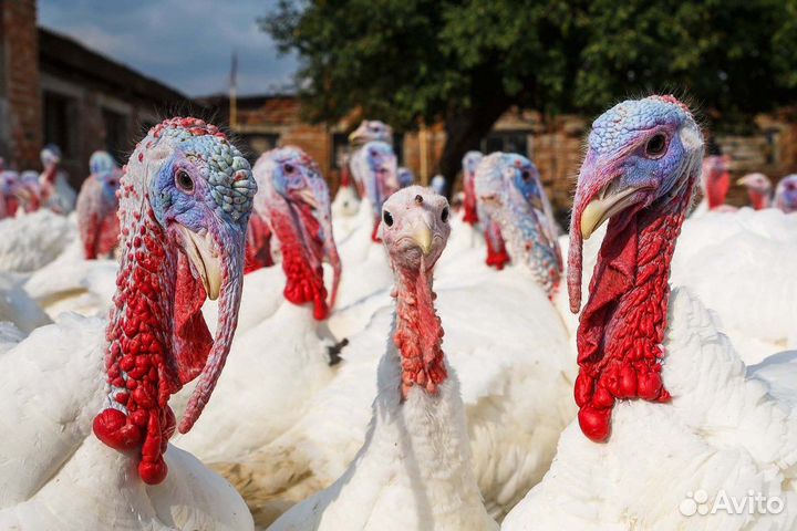 Мясо индейки