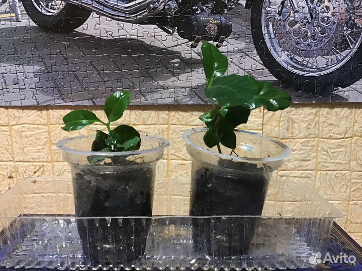 Комнатное растение Кофе аравийский