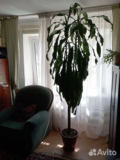 Драцена душистая